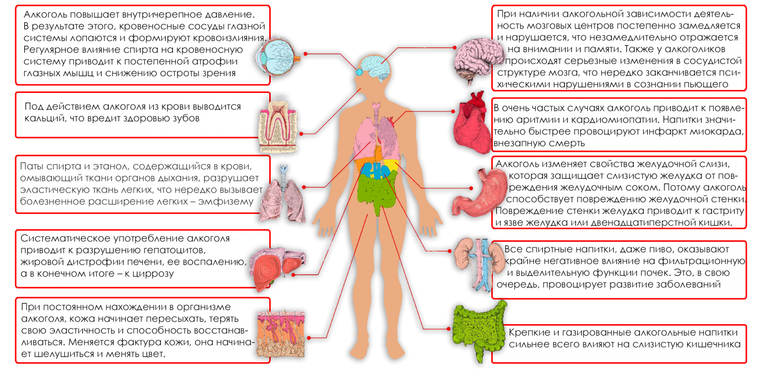 Организм мужчины в картинках